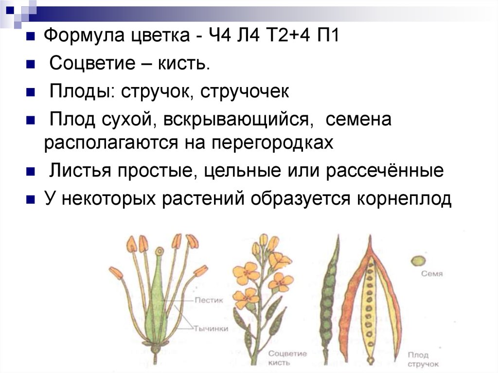 Формула цветка плод. Соцветия формула плод крестоцветных. Характеристика плода стручочек. Формула цветка ч4л4т4+2п1. Крестоцветные: формула цветка ч4 л4 т4+2 п1 плод-стручок, стручочек.