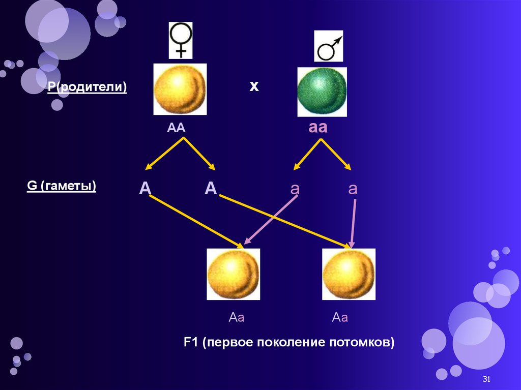 Поколение потомства. Первое поколение потомков. АА АА гаметы. Гаметы родителей. АА АА потомство.