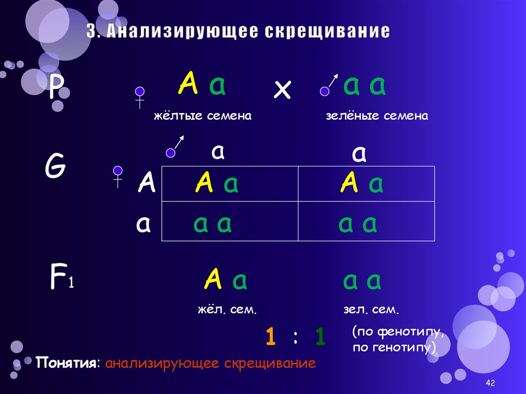 Анализирующее скрещивание это. Анализирующее скрещивание. Анализирующее скрещивание понятие. Анализирующее скрещивание проводят с целью. Анализирующее скрещивание семян.