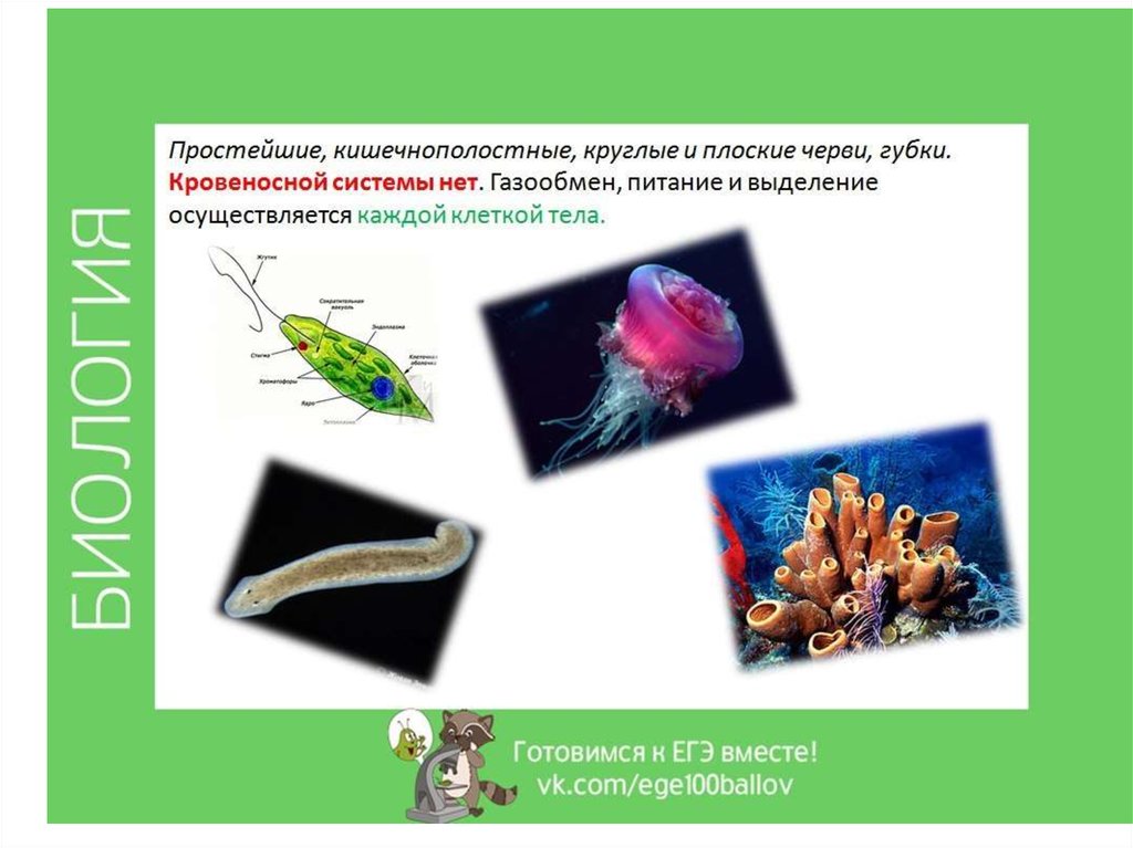 малощетинковые черви кровеносная система. кровеносная кольчатых червей 7 класс. кровеносная система червей тип круглые черви. кровеносная система круглых червей. плоские черви наличие кровеносной системы.