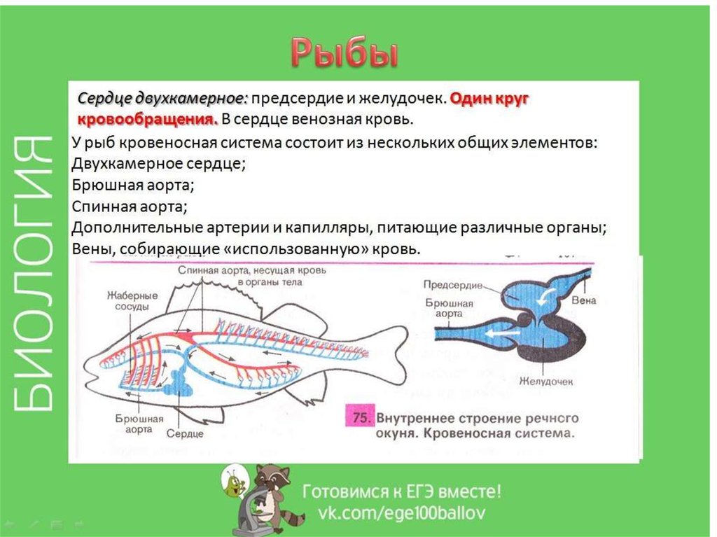 Класс рыбы круги кровообращения