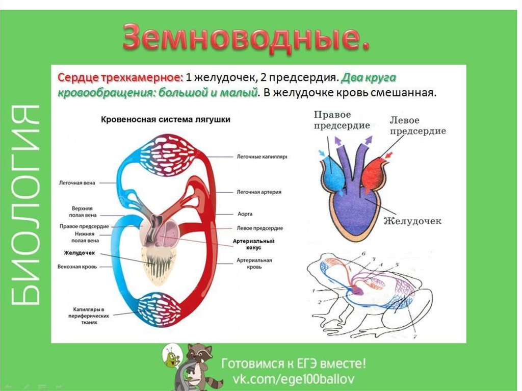 Круги кровообращения земноводных схема