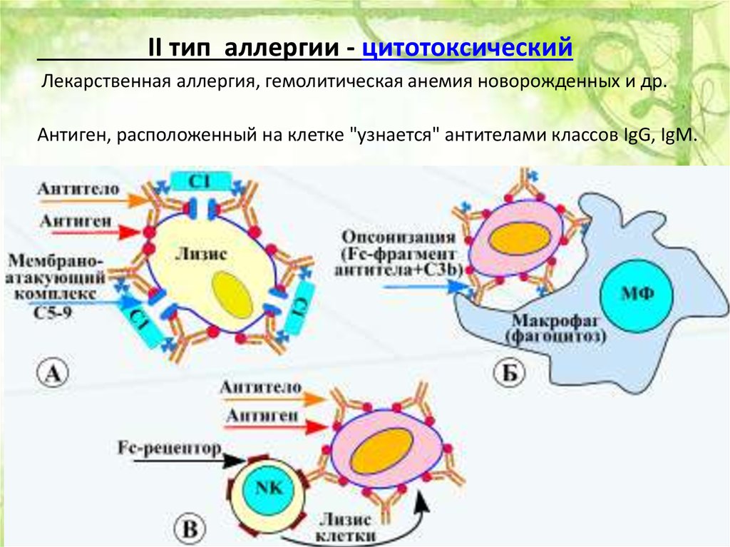 Макрофаги антитела. Реакции гиперчувствительности иммунология. Схема аллергической реакции 2 типа иммунология. Иммунокомплексный Тип аллергической реакции. Схема аллергической реакции 4 типа иммунология.