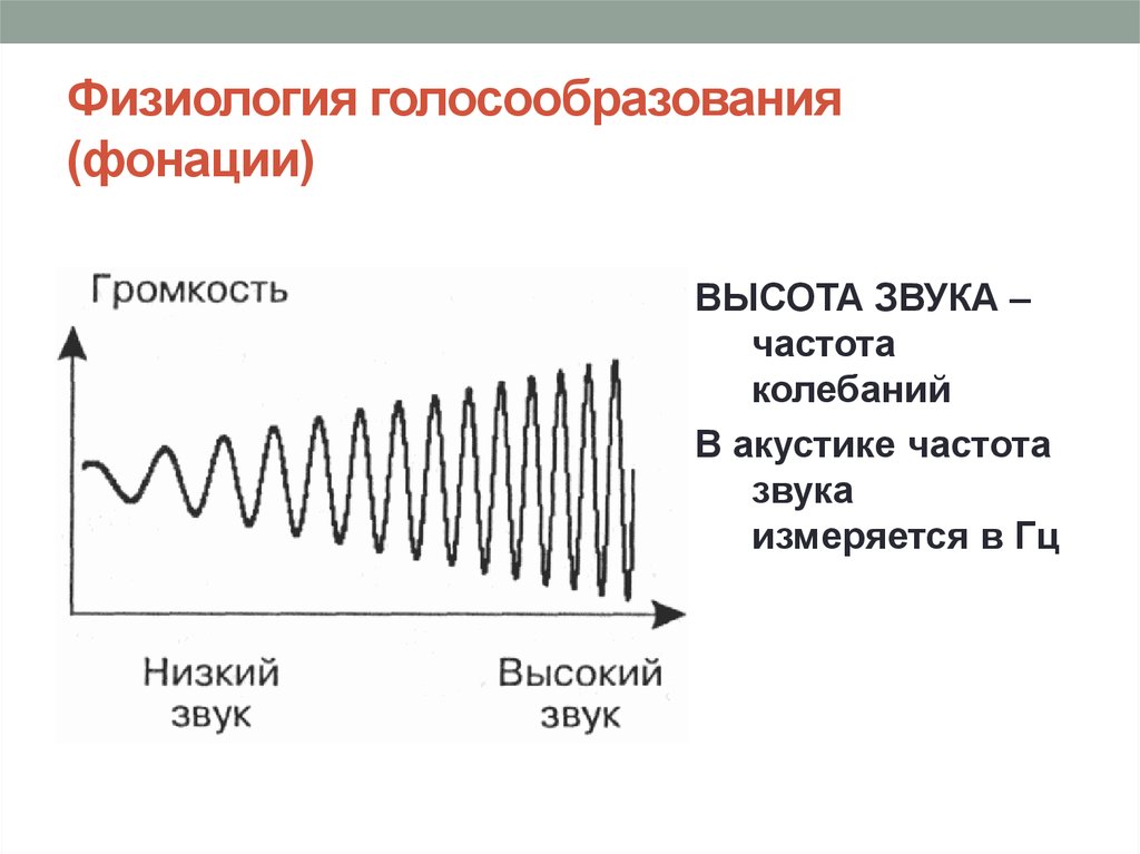 Источник высоты звука. Физиология голосообразования. Частота звука. Высота звука. Физиология звука.