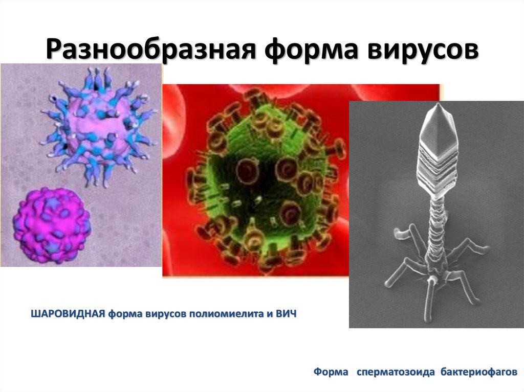 Разнообразная форма вирусов