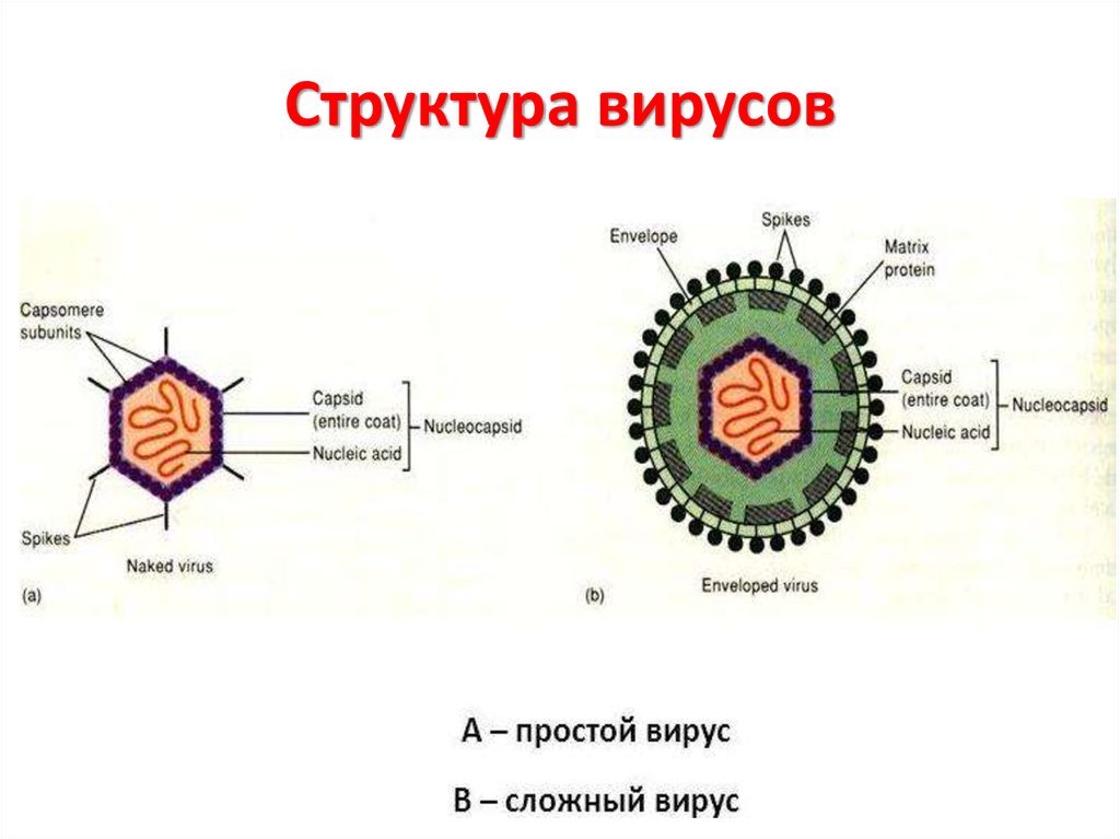 Структура вирусов