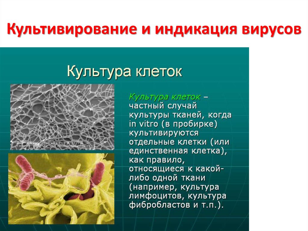 Презентация культивирование клеток