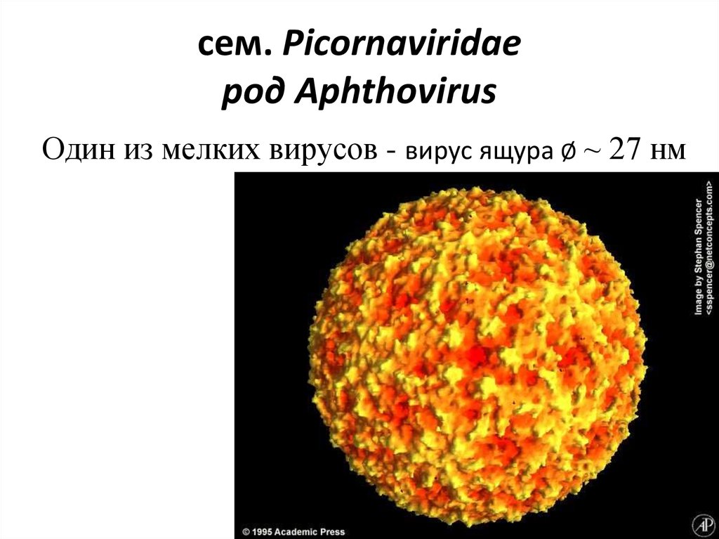сем. Picornaviridae род Aphthovirus