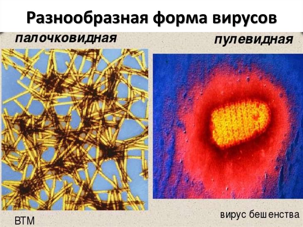 Разнообразная форма вирусов