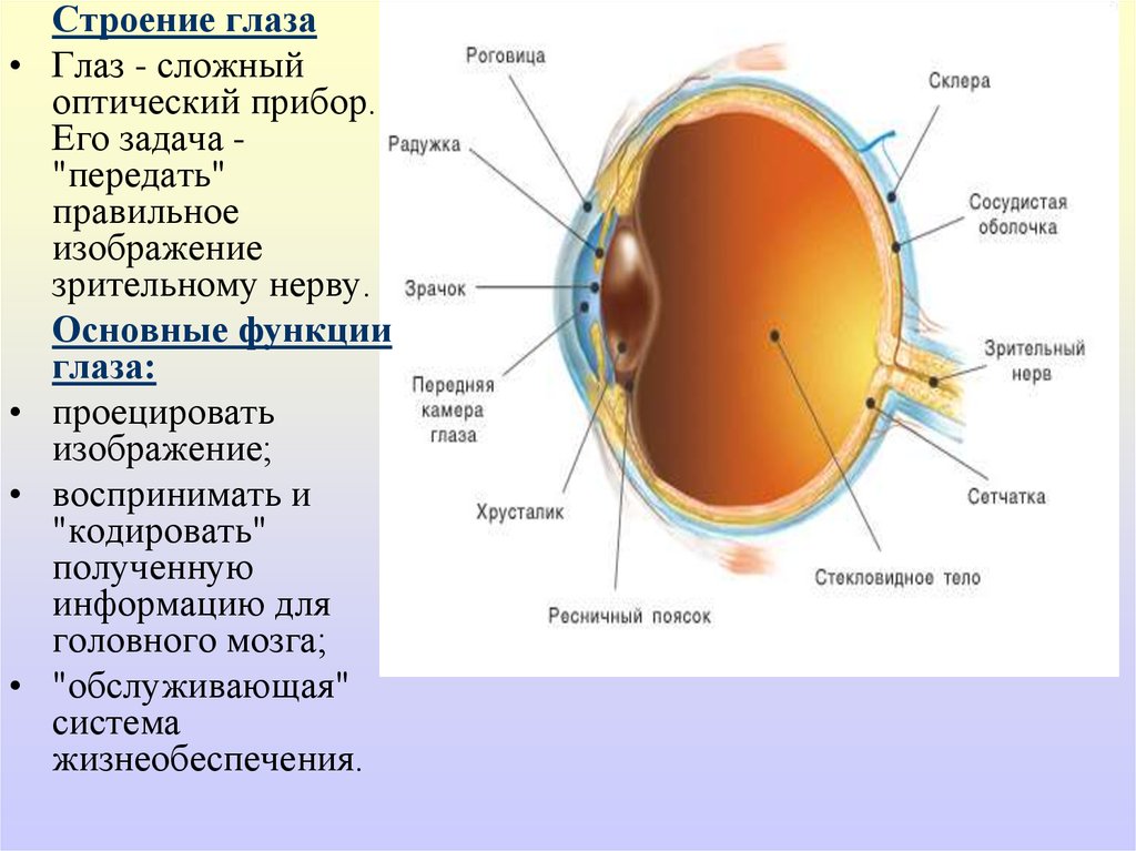 Основные функции зрения. Строение глаза. Основные структуры глаза.