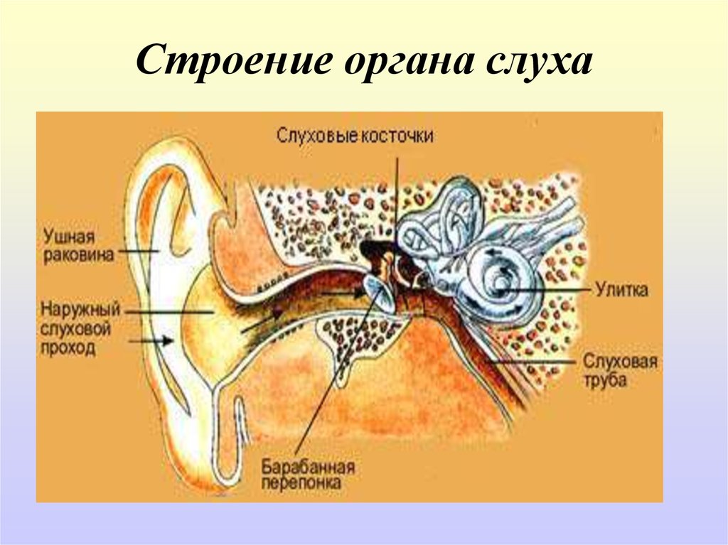 У каких животных есть ушная раковина. Строение среднего уха человека анатомия. Орган слуха анатомия уха строение. Строение наружного среднего и внутреннего уха человека. Слуховой аппарат строение уха.