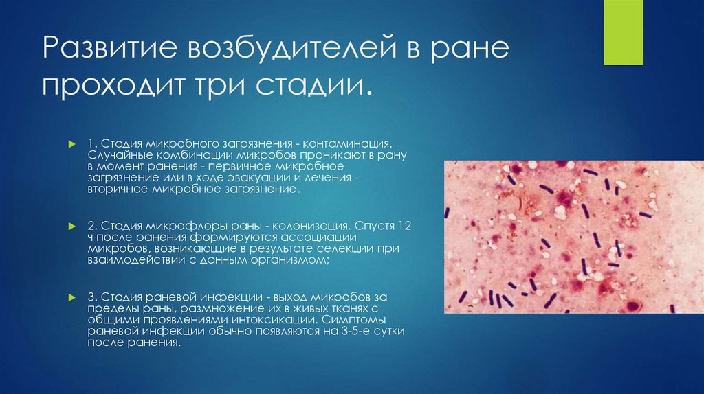 Развитие возбудителей в ране проходит три стадии.