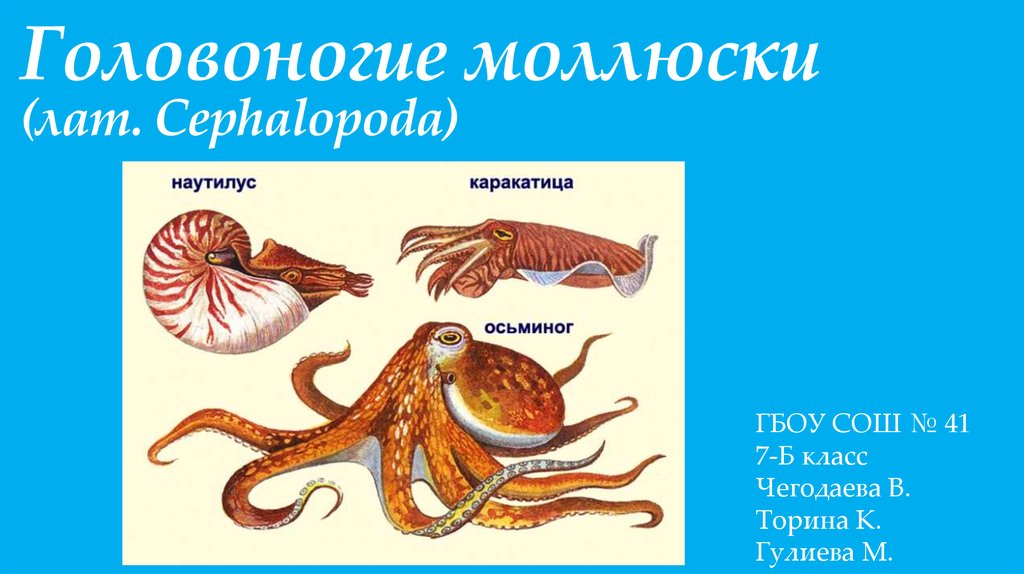 Биология 7 класс класс головоногих моллюсков. Головоногие моллюски. Размножение головоногих моллюсков. Оплодотворение у головоногих моллюсков. Цикл развития головоногих моллюсков.