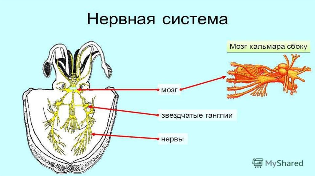 Нервная моллюсков. Нервная система головоногих моллюсков. Нервная система головоногих моллюсков рисунок. Строение кровеносной системы головоногих моллюсков. Выделительная система головоногих.