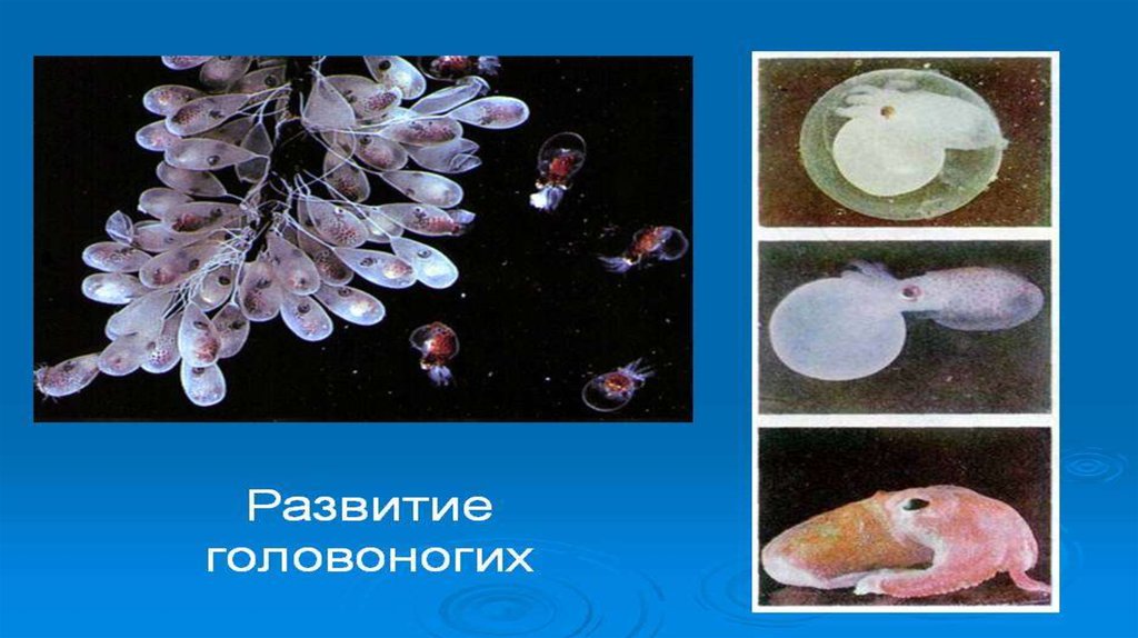 Развитие головоногих. Размножение головоногих моллюсков схема. Оплодотворение головоногих. Головоногие моллюски размножение и развитие. Яйца головоногих.