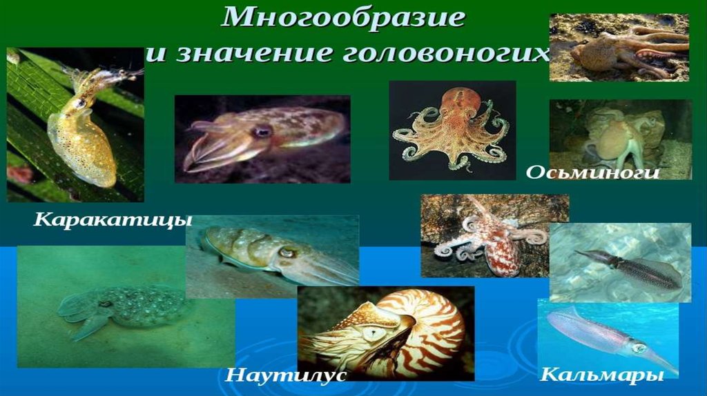 Класс головоногие моллюски 7 класс