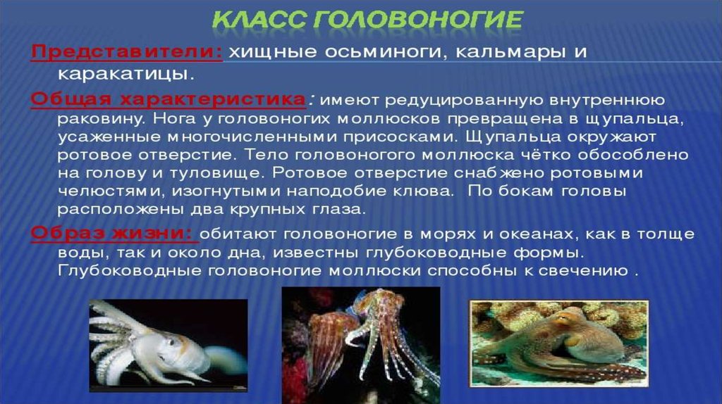 Класс головоногие моллюски 7 класс