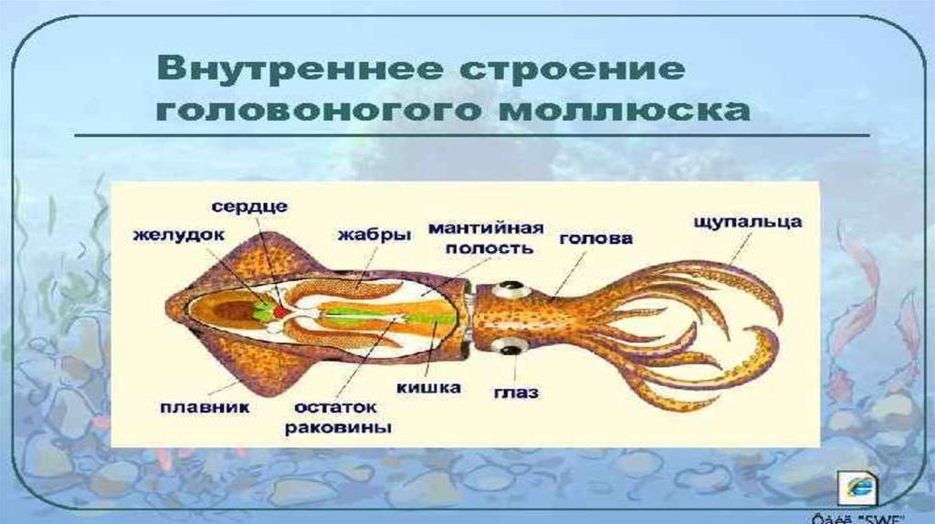 Дыхание головоногих. Половая система головоногих. Строение раковины головоногих. Выделительная система головоногих. Класс головоногие строение.