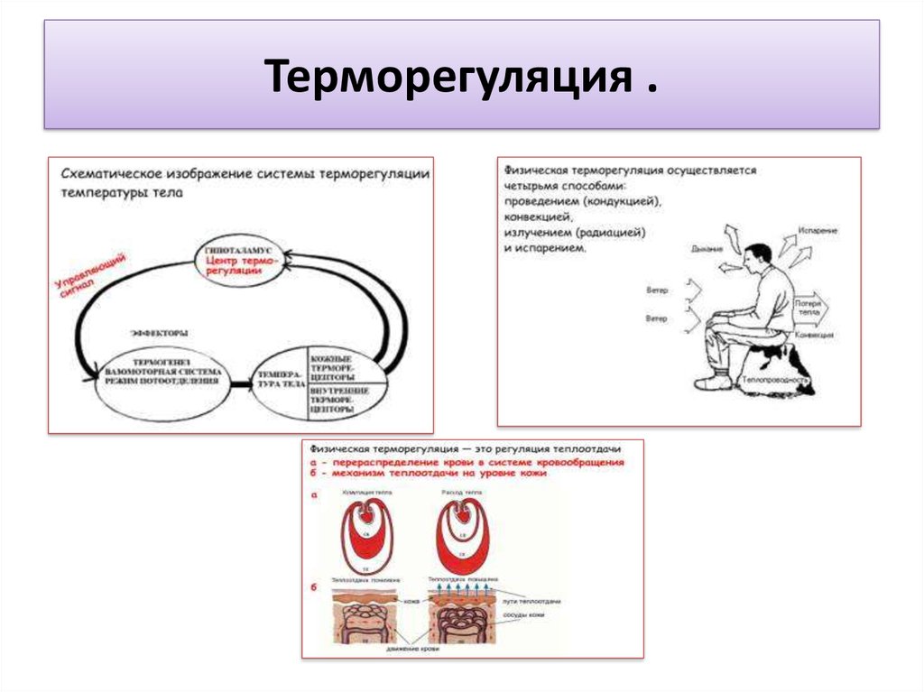 Терморегуляция картинки для презентации