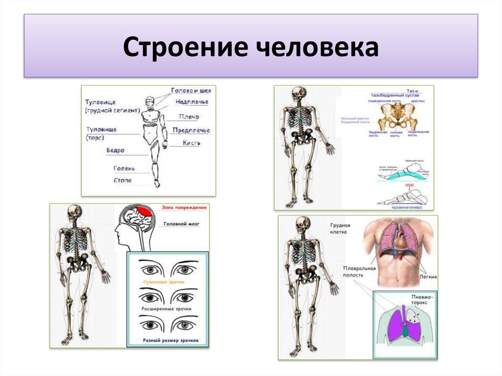 Строение человека и работа