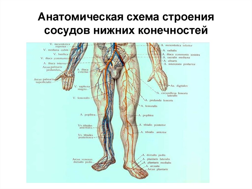 Где находится артерия и вены. Схема кровообращения нижних конечностей. Артерии система нижних конечностей схема. Система кровообращения человека схема нижних конечностей.