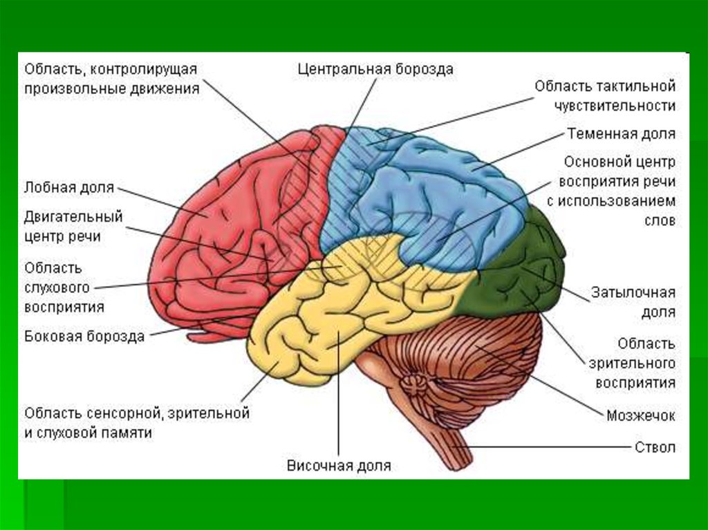 Строение мозга человека фото с описанием функции
