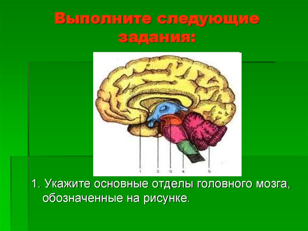 Укажи название отделов головного мозга. Отделы головного мозга. Строение мозга. Строение отделов головного мозга. Укажите отделы головного мозга.