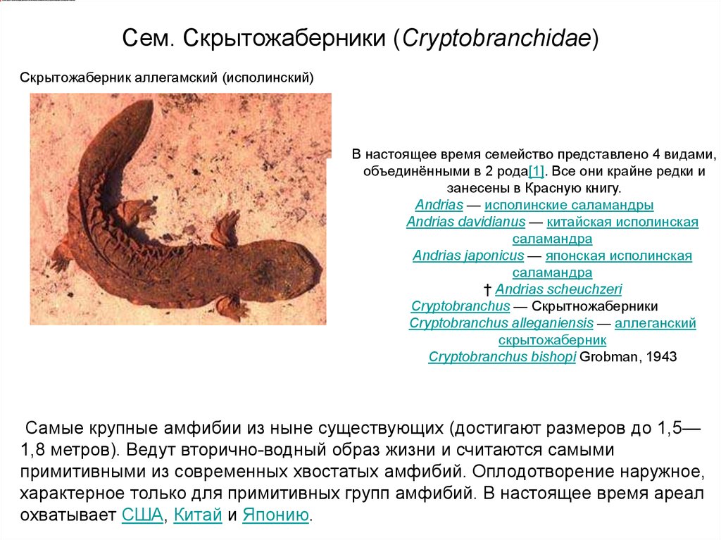 Признаки земноводных оплодотворение