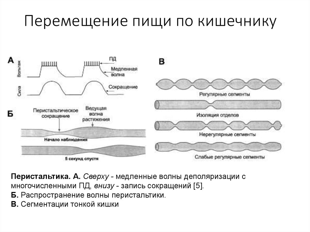 Тонус и перистальтика