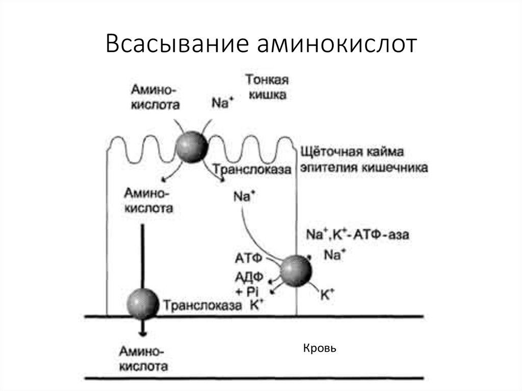 Белки в кишечнике. Механизм всасывания аминокислот в кишечнике. Схема всасывания аминокислот в кишечнике. Механизмы всасывания белков физиология. Механизм всасывания аминокислот в кишечнике биохимия.