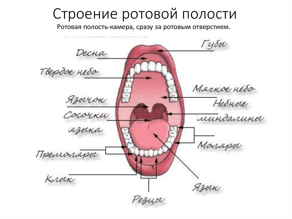 Схема полости рта человека - 86 фото