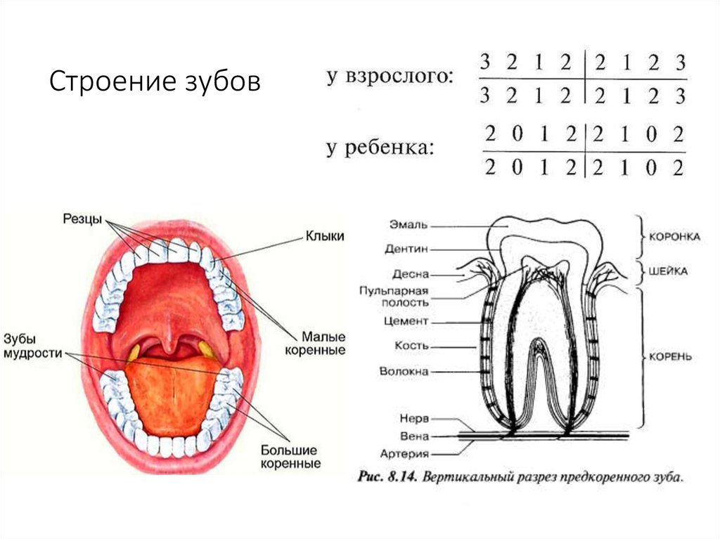 Классы полости рта. Строение зуба человека формула. Строение зуба человека схема анатомия. Строение зубов зубная формула анатомия. Схема строения коренного зуба.