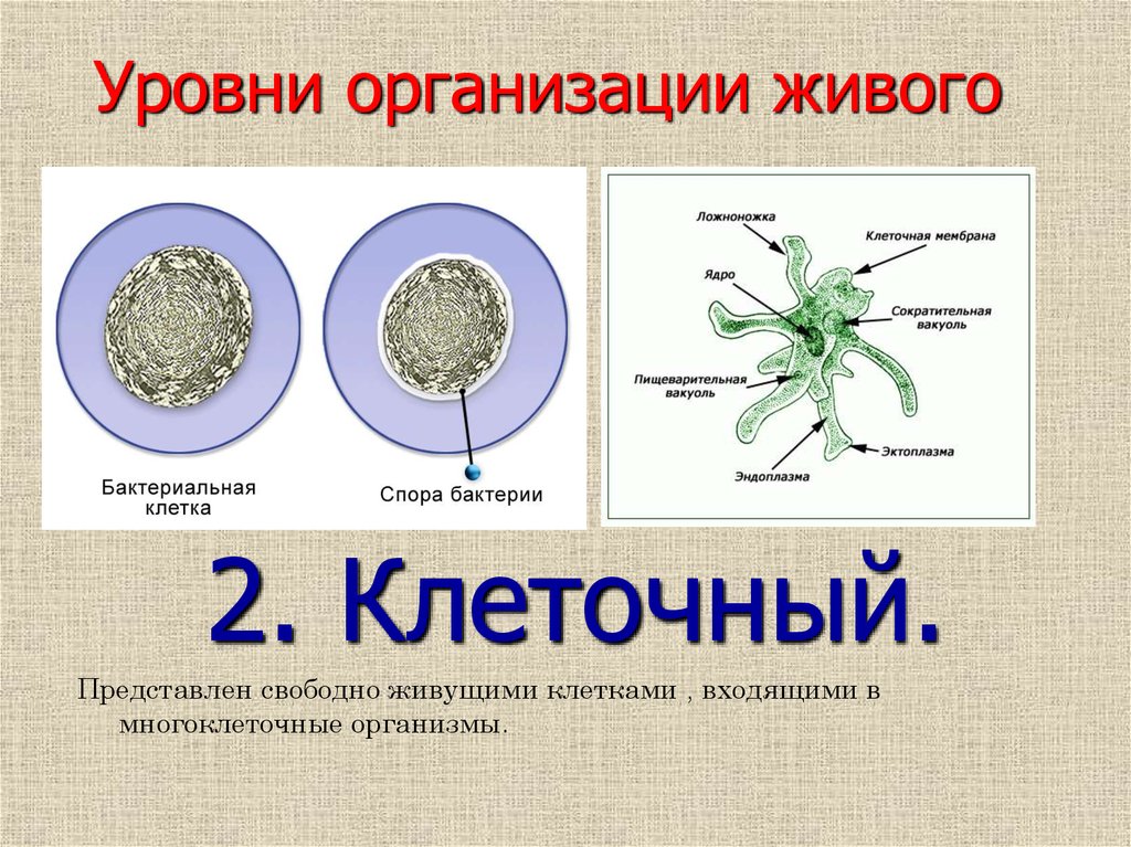 Бактерия уровень организации. Амеба прокариот или нет.