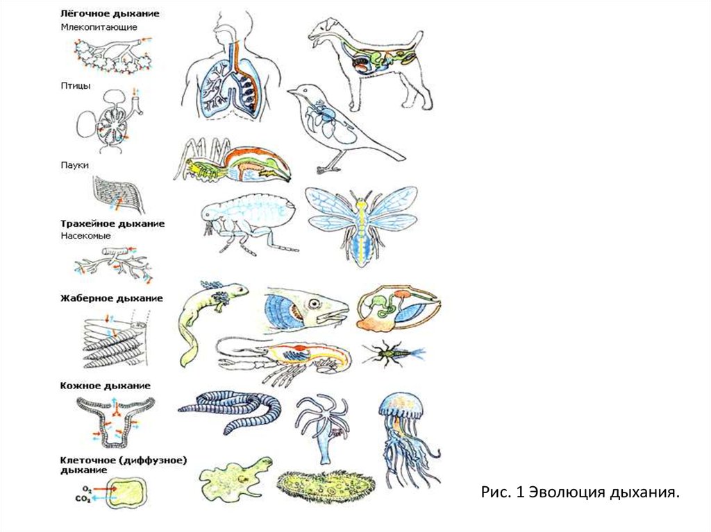 Эволюция дыхательной системы презентация