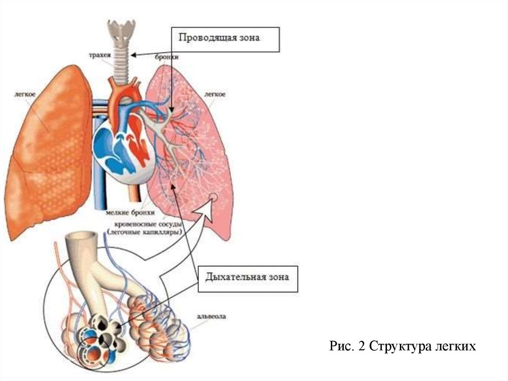 Особенности строения легких