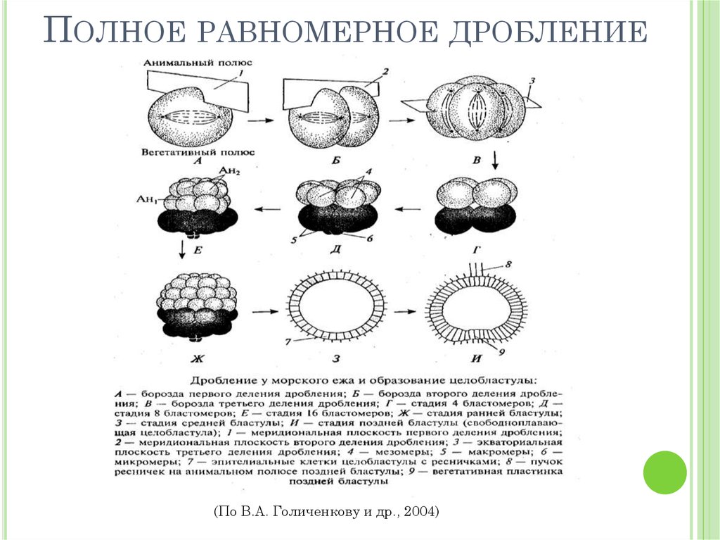 Полное дробление. Борозды дробления бластомеры. Тангенциальная борозда дробления это. Меридиональная борозда дробления. Полное неравномерное дробление.