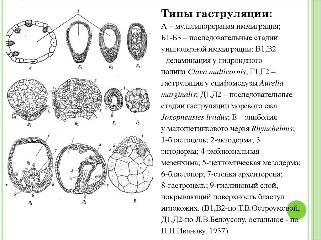 Стадии дробления таблица. Гаструляция деламинация и иммиграция. Эпиболия иммиграция деламинация. Типы гаструляции гистология. Инвагинация Тип гаструляции.