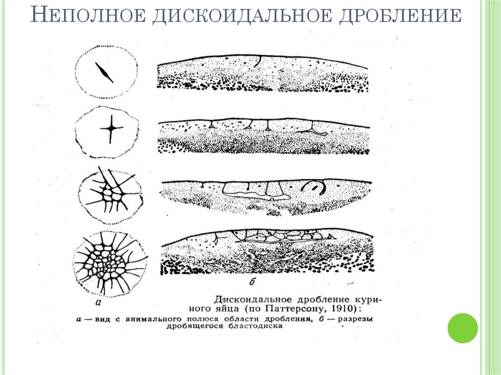 Неполное дробление. Неполное дискоидальное дробление. Меробластическое поверхностное дробление. Неполное дискоидальное дробление характерно для. Схема дискоидального дробления.