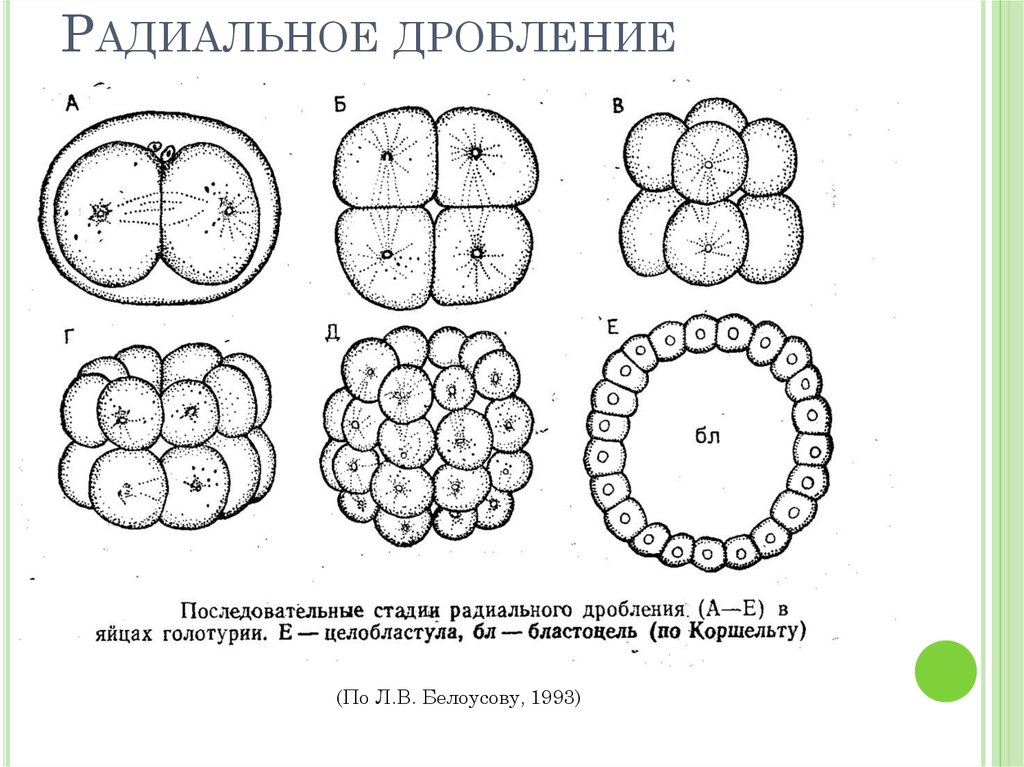 Основа дробления. Радиальное голобластическое дробление. Билатеральное дробление зиготы. Типы дробления радиальное спиральное билатеральное. Схема стадий дробления.