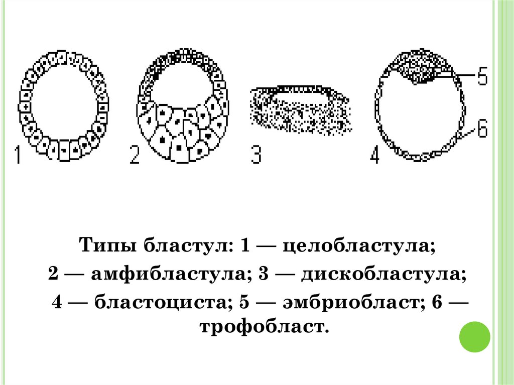 Бластула лягушки рисунок с подписями