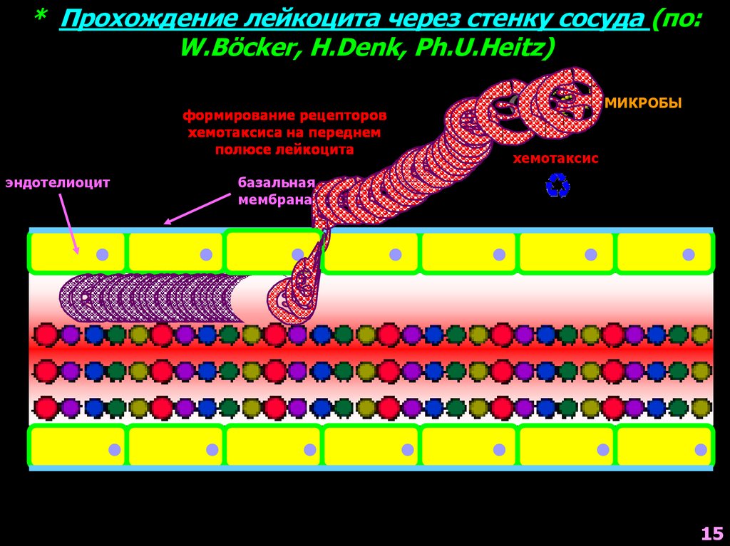 Схемы воспалительную реакцию тканей на внедрение микробов