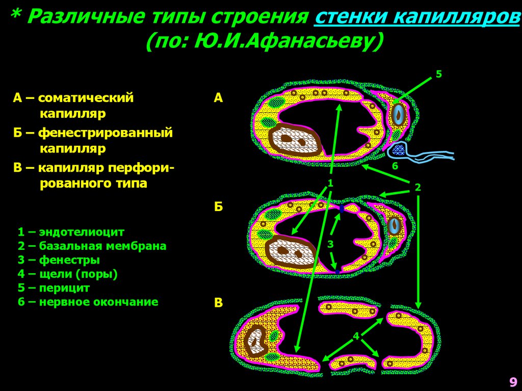 Стенки капилляров. Строение различных типов капилляров. Стенка капилляра соматического типа. Стенка капилляров типы. Типы капилляров по по строению стенки.