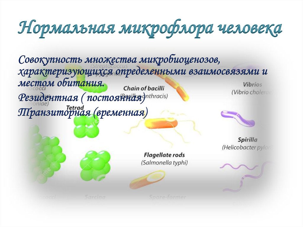 Нормальная микрофлора человека