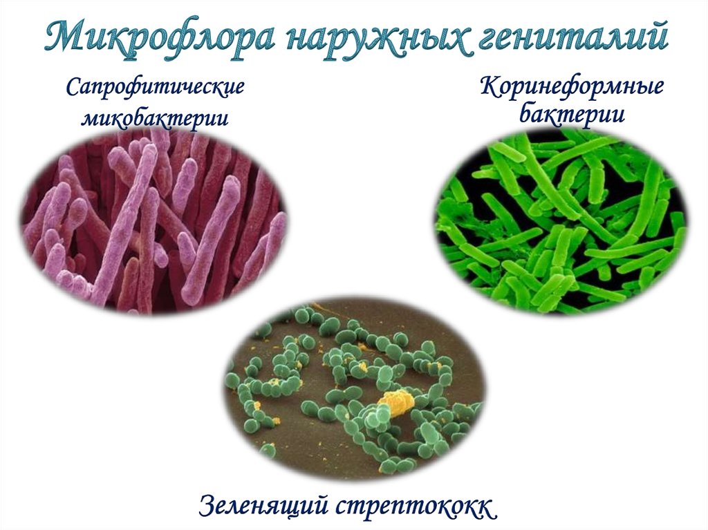Микрофлора наружных гениталий