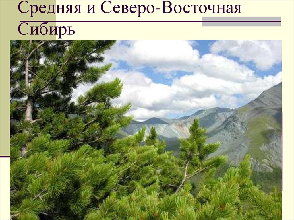 Северо восток хозяйство. Алтайский кедр. Восточная и Северо-Восточная Сибирь. Восточная Сибирь средняя Северо-Восточная. Северо-Восточная Сибирь презентация.