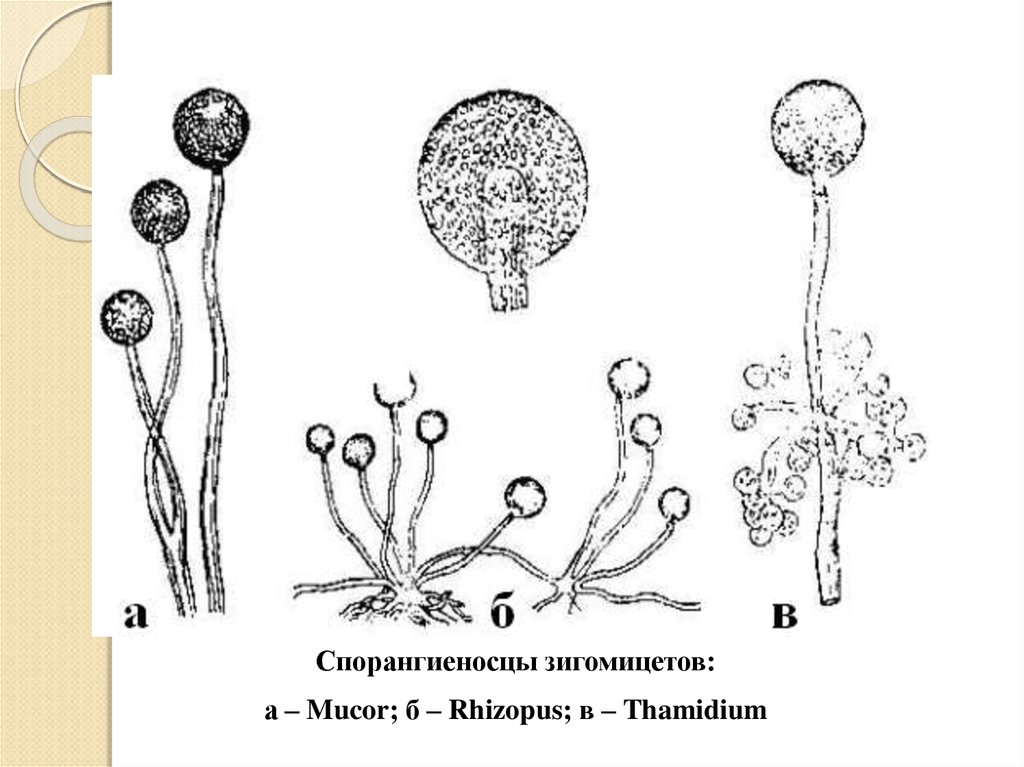 Размножение мукора. Строение мицелия зигомицетов. Строение гриба рода Mucor. Мукор ризопус. Ризопус гриб строение.