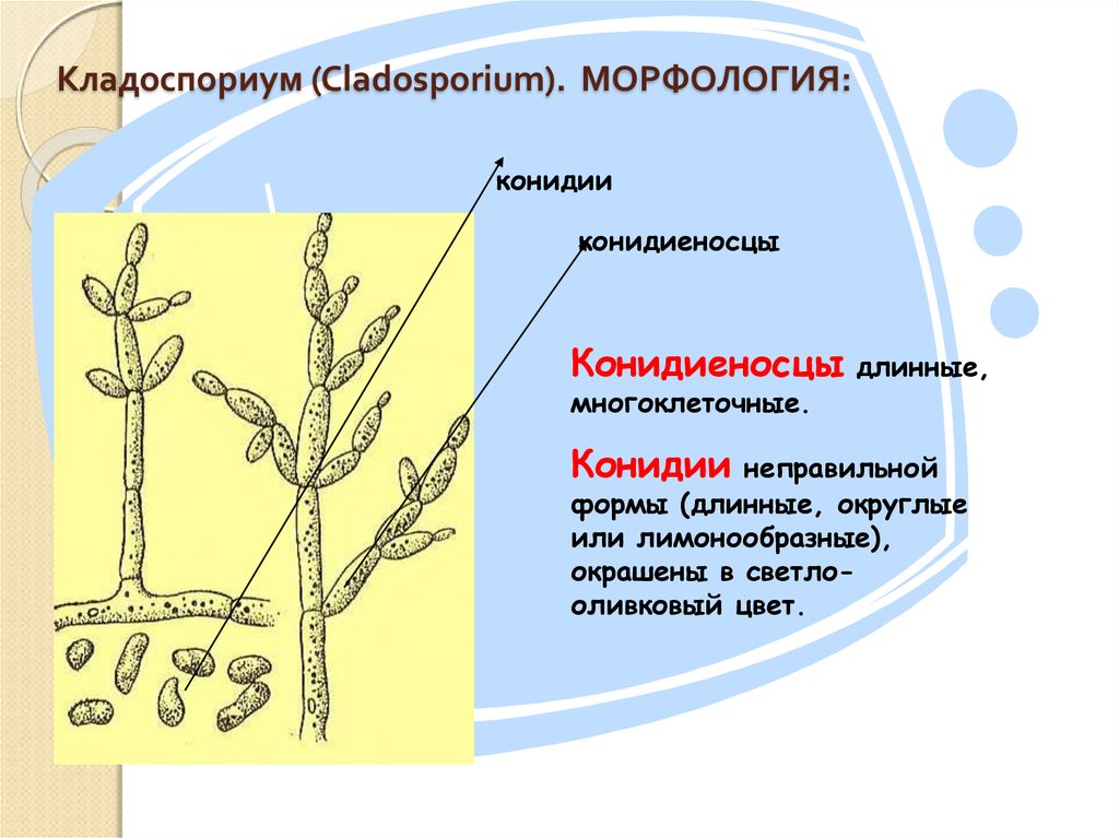 Кладоспориум что это