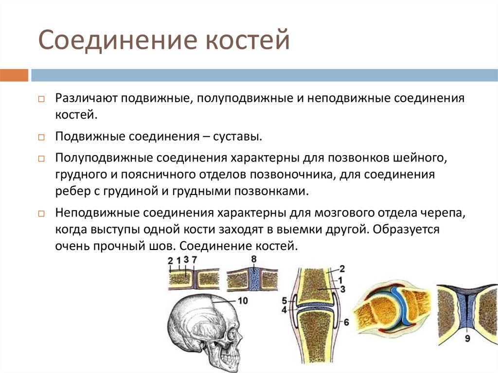 2 соединения костей примеры. Неподвижные полуподвижные и подвижные соединения костей. Соединения костей неподвижные полуподвижные подвижные суставы. Типы соединения костей скелета. Строение костей соединение костей кратко.