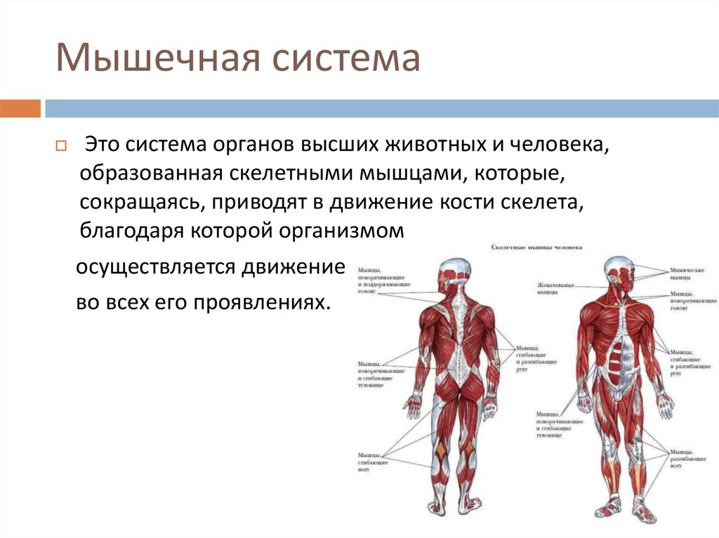 Мышечная система какие органы входят. Органы мышечной системы и функции системы. Мышцы человека строение и функции. Мышечная система особенности и функции. Мышечная система человека анатомия 8 класс.