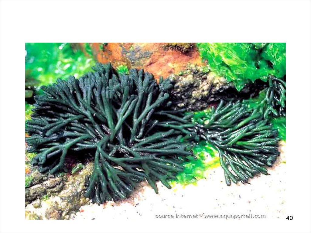 Темные водоросли. Кодиум морская водоросль. Кодиум водоросль в черном море. Зеленый кодиум водоросль. Ламинария Черноморская.